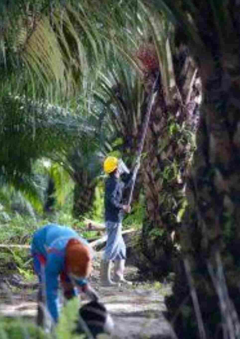 Kota Bengkulu